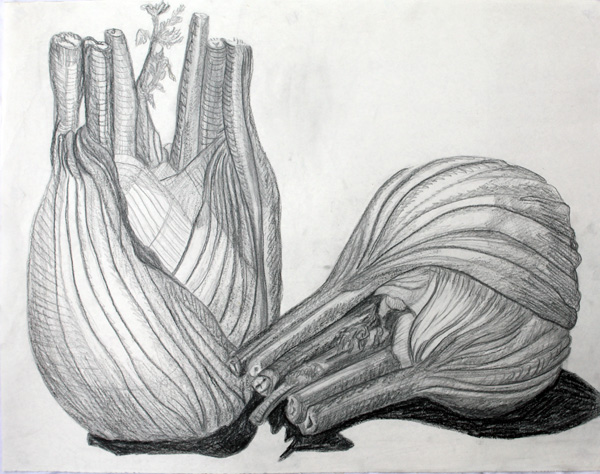 Fenchel Zeichnung